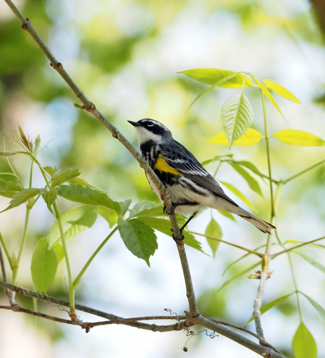 Yellow-rumped Warbler - ML618278787