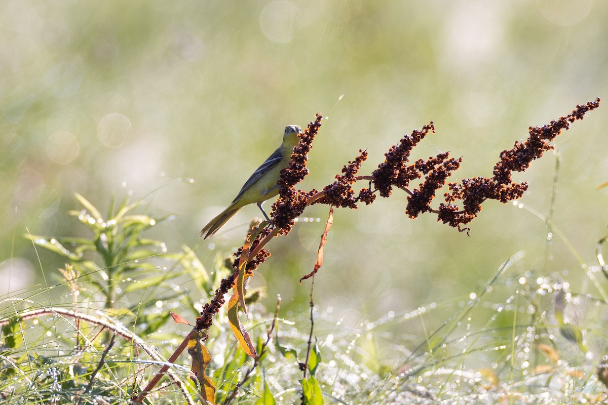 Orchard Oriole - ML618278809