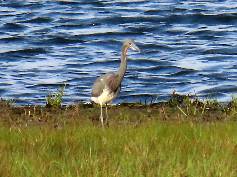 Tricolored Heron - Karen Lebing