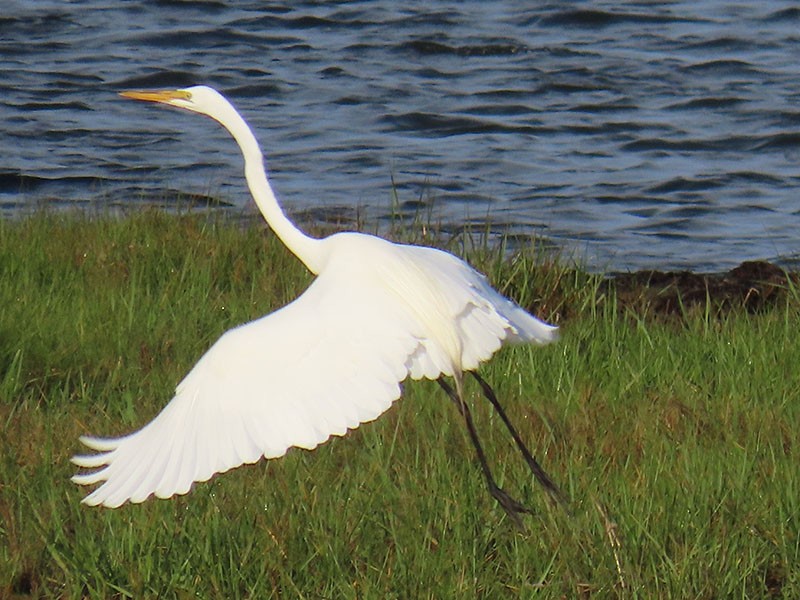 Great Egret - Karen Lebing