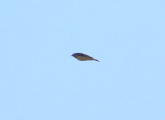 Red-throated Pipit - Jakub Nikiel