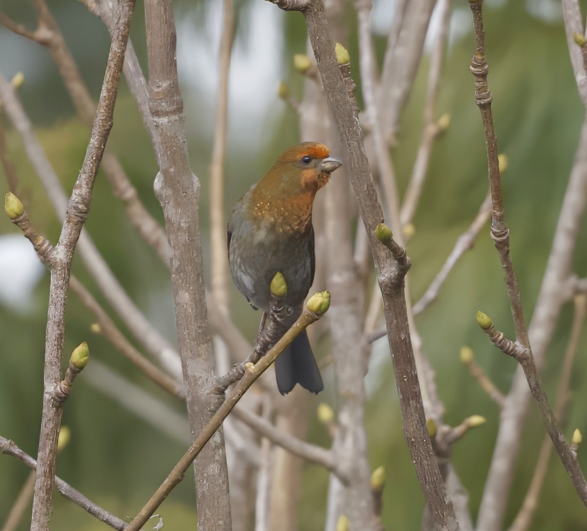 Crimson-browed Finch - Joseph Tobias