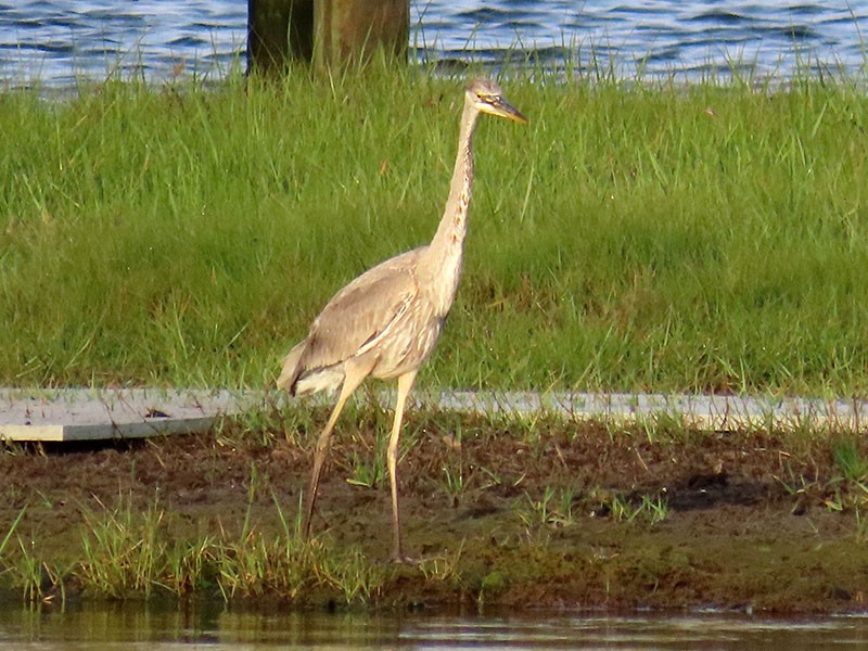 Great Blue Heron (Great Blue) - Karen Lebing