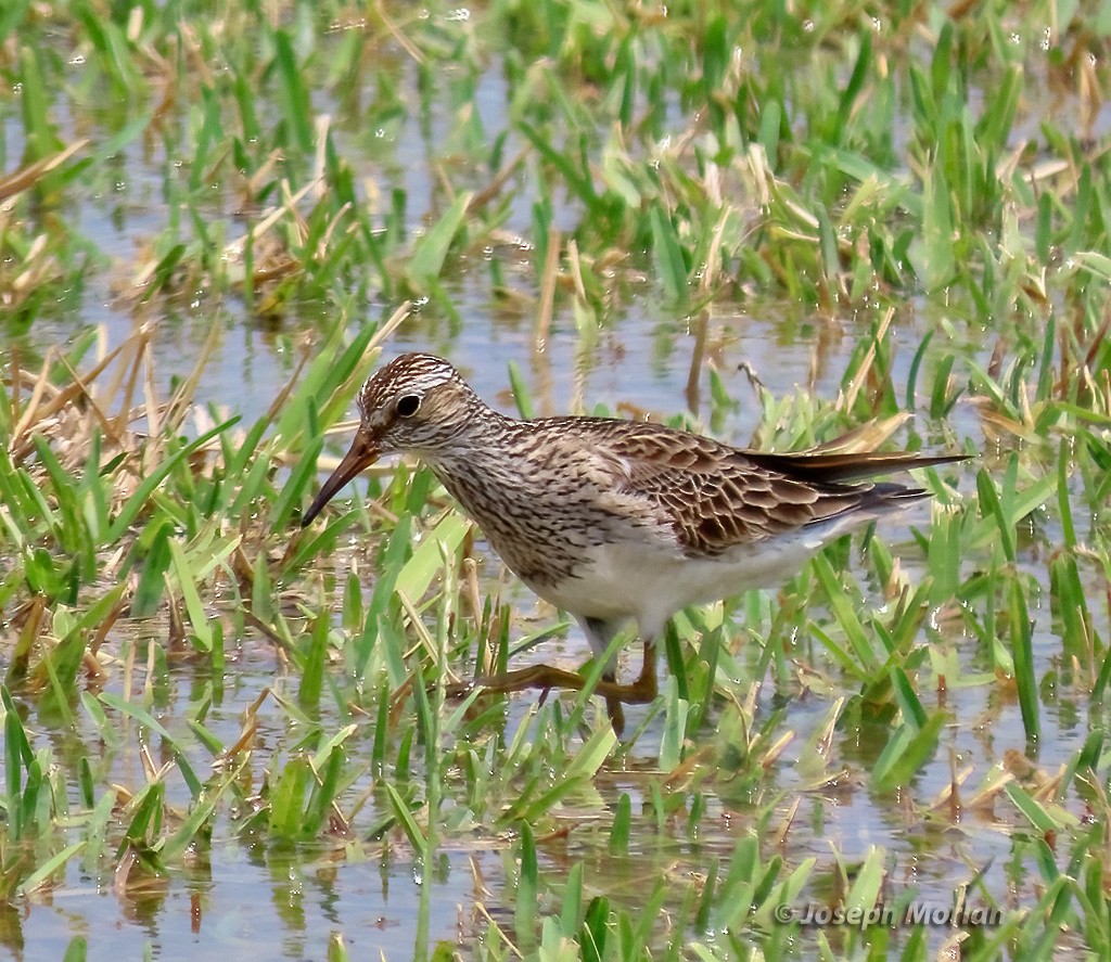 Pectoral Sandpiper - Joseph Morlan