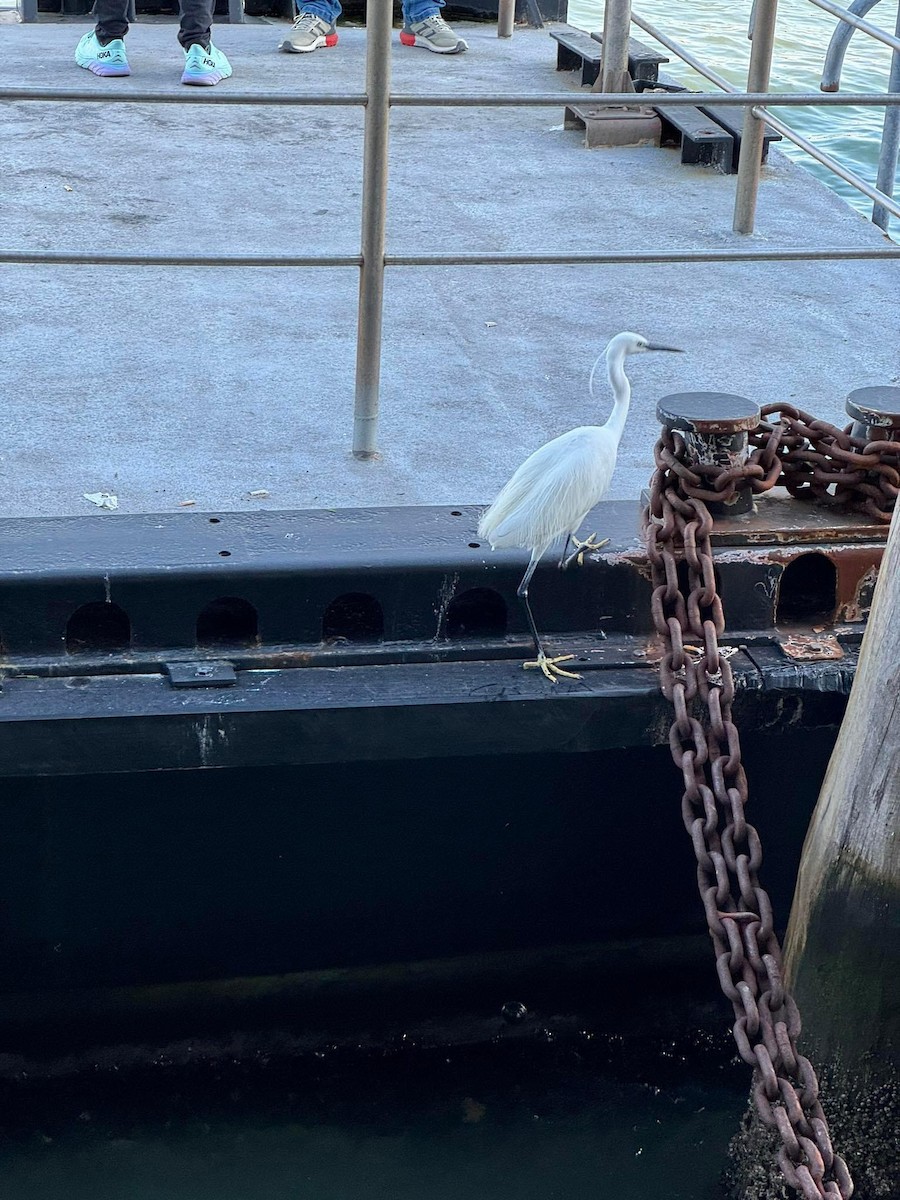 Little Egret - ML618278898