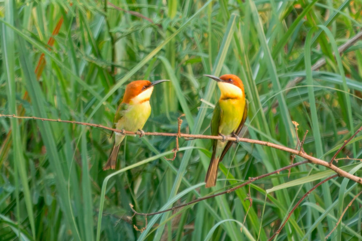 Chestnut-headed Bee-eater - S Kanchan