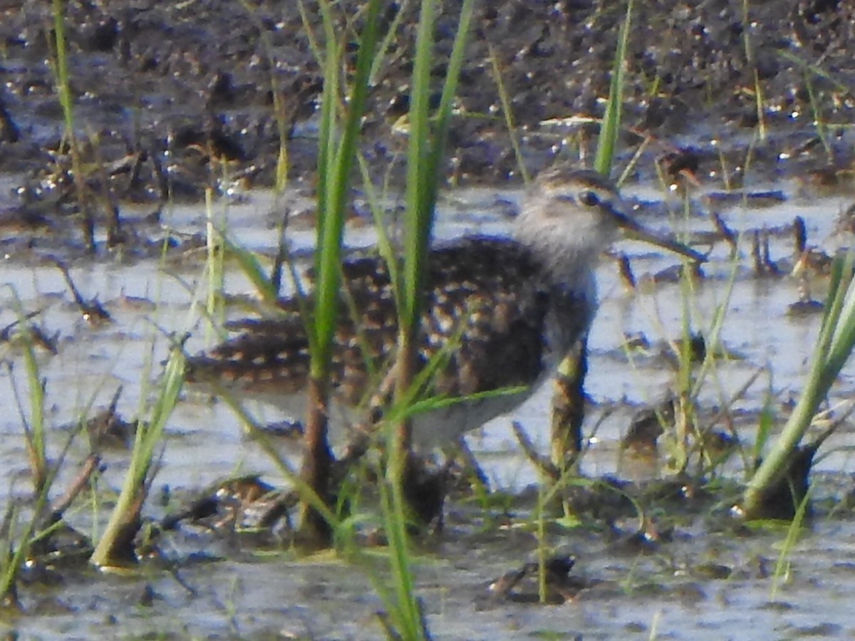 Wood Sandpiper - Laurenske Sierkstra