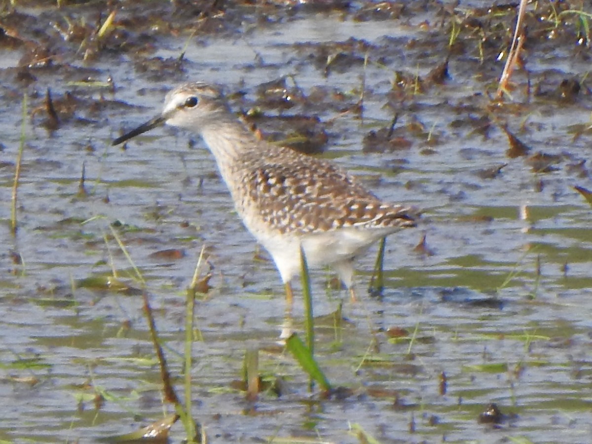 Wood Sandpiper - Laurenske Sierkstra