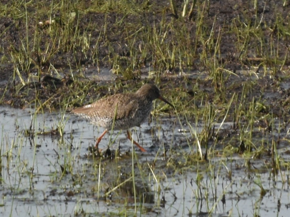 Common Redshank - Laurenske Sierkstra