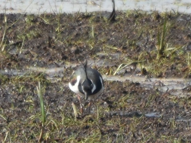 Northern Lapwing - ML618278996