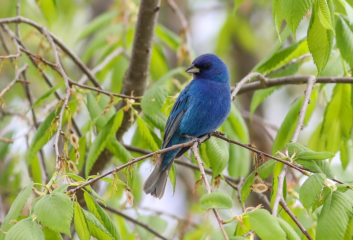 Indigo Bunting - Debbie Parker