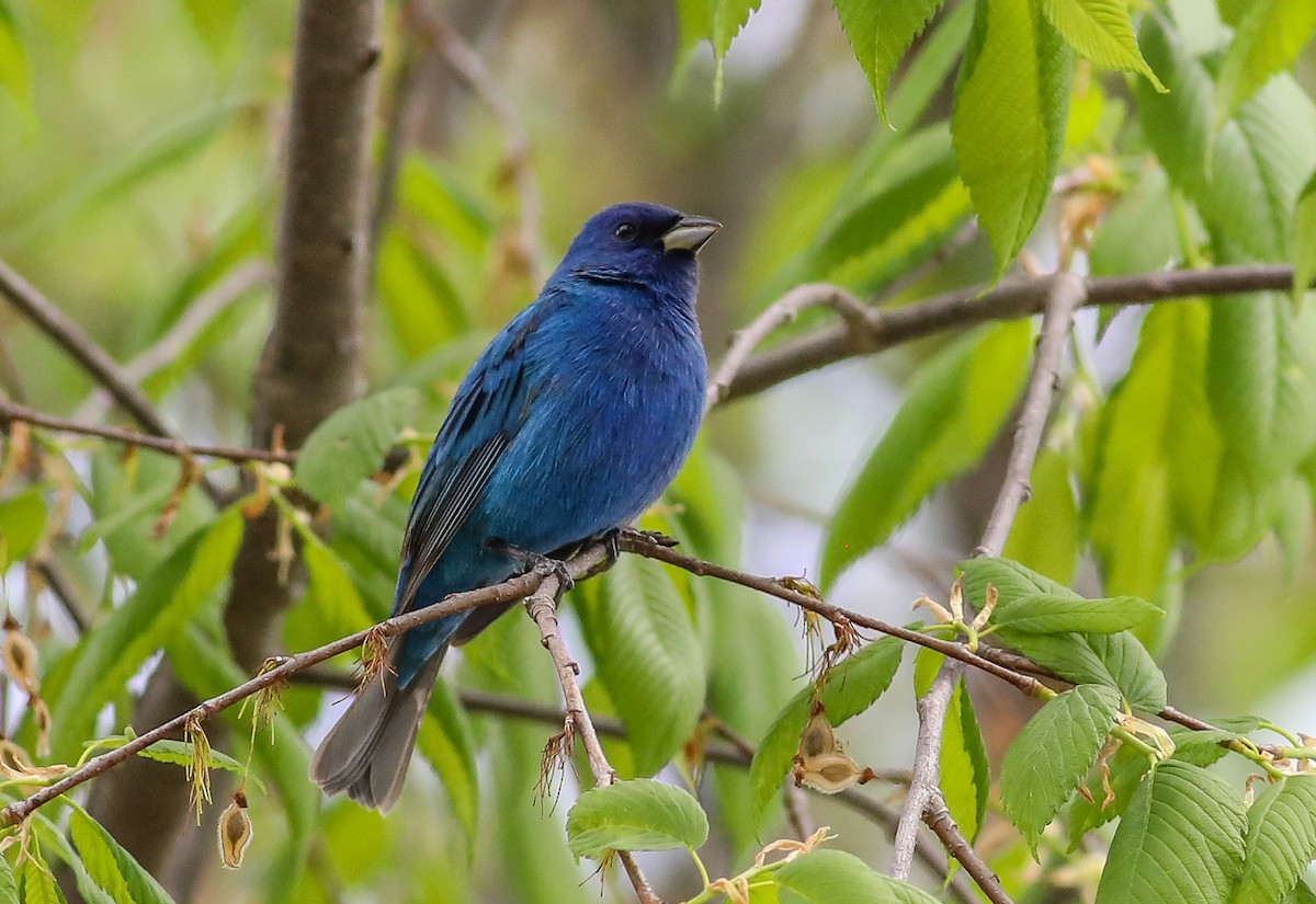 Indigo Bunting - Debbie Parker