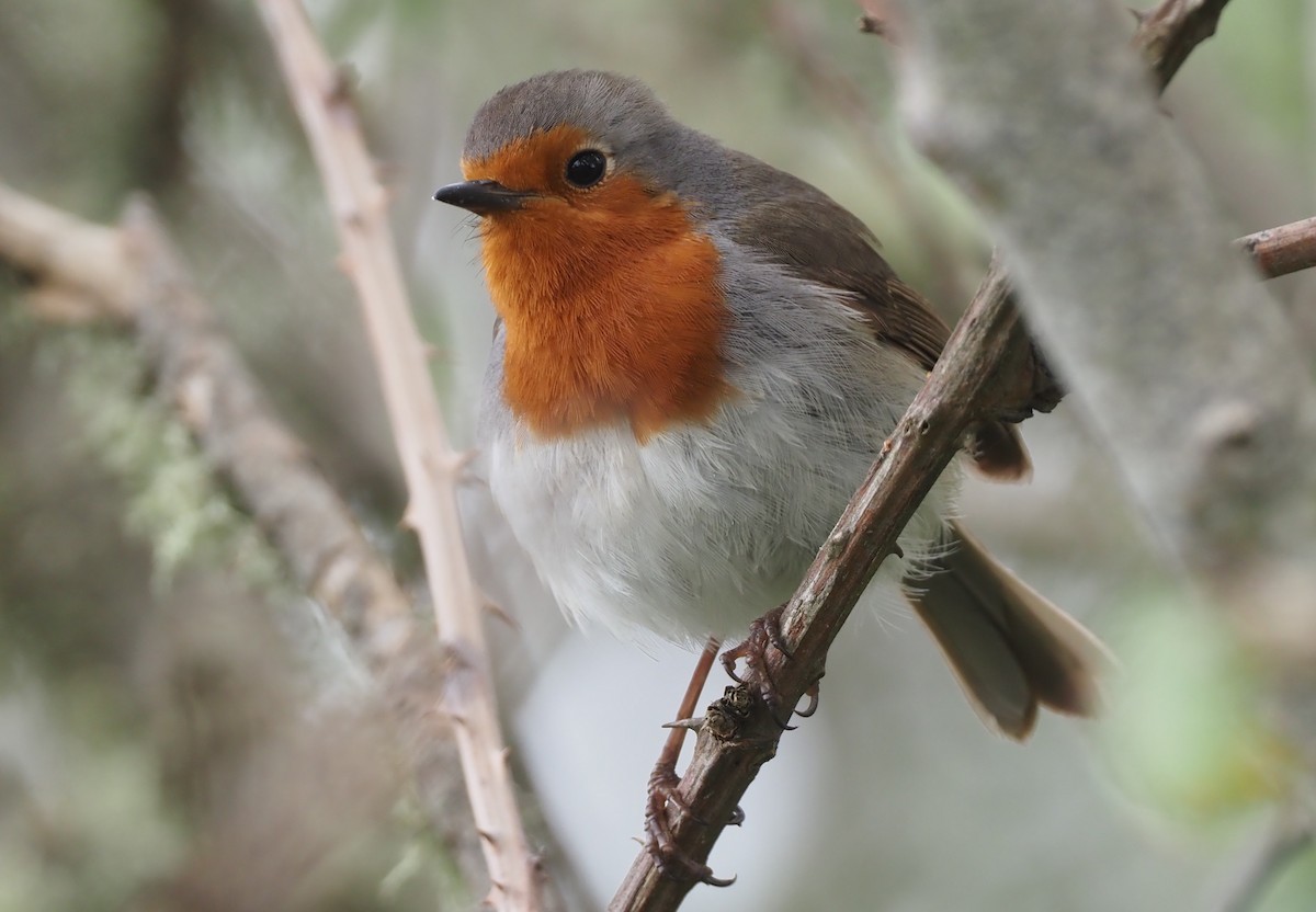 European Robin - Stephan Lorenz