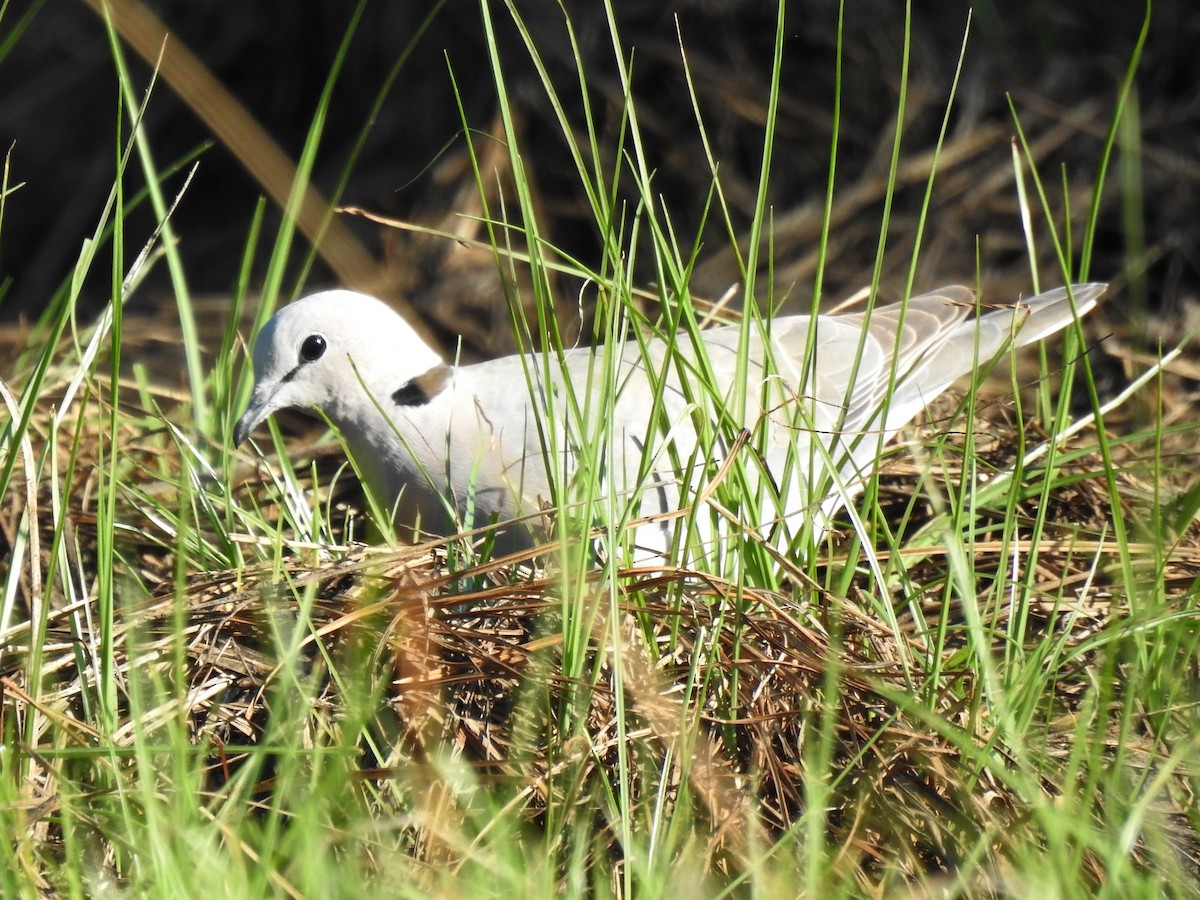 Ring-necked Dove - Clare Mateke