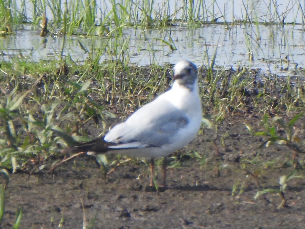 Black-headed Gull - ML618279020