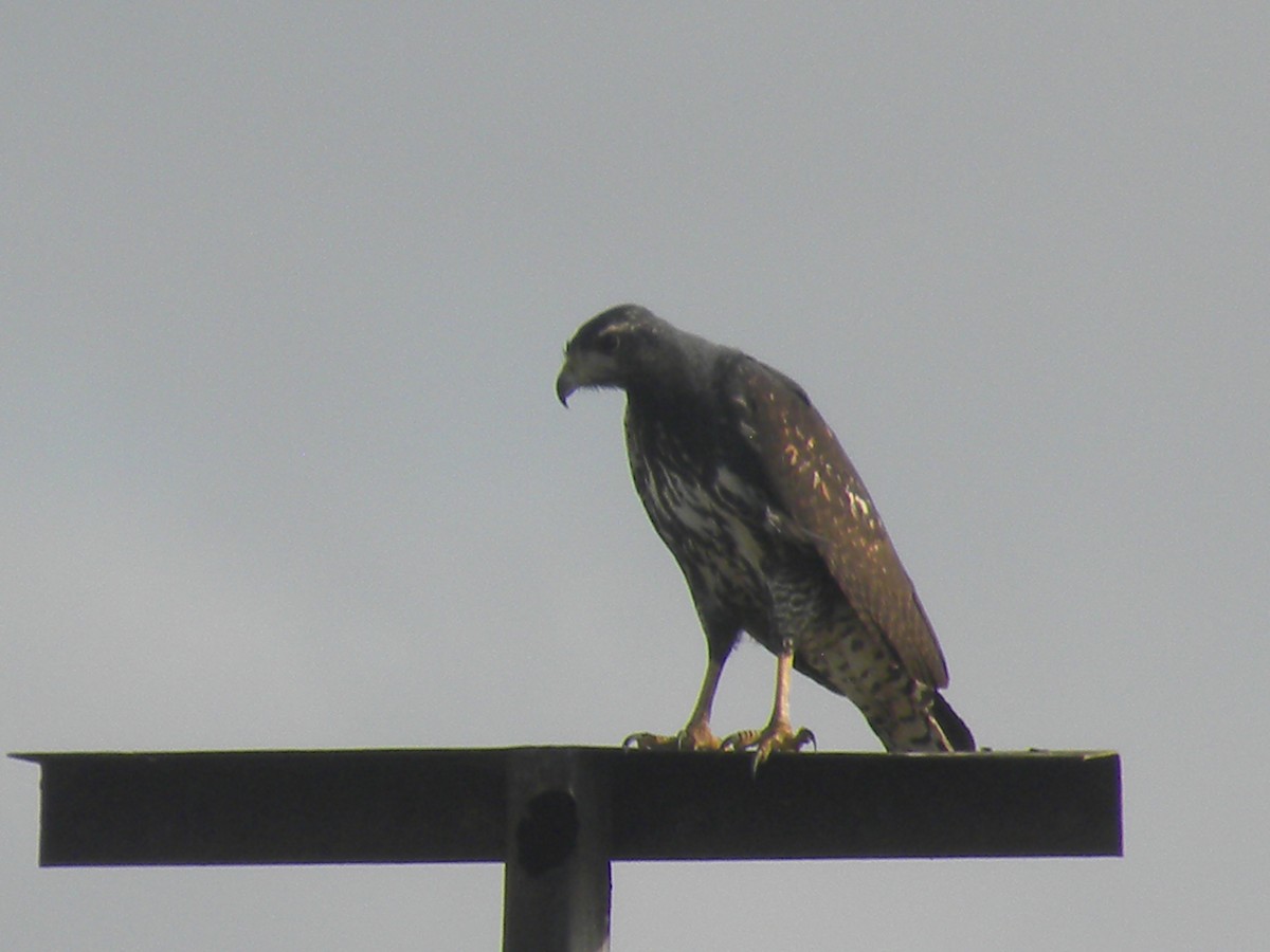 White-tailed Hawk - Nohelys Diaz