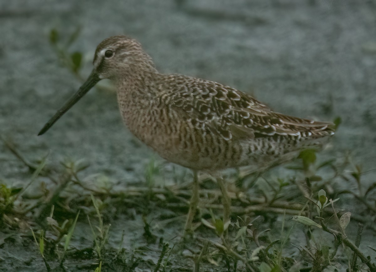 Long-billed Dowitcher - ML618279023