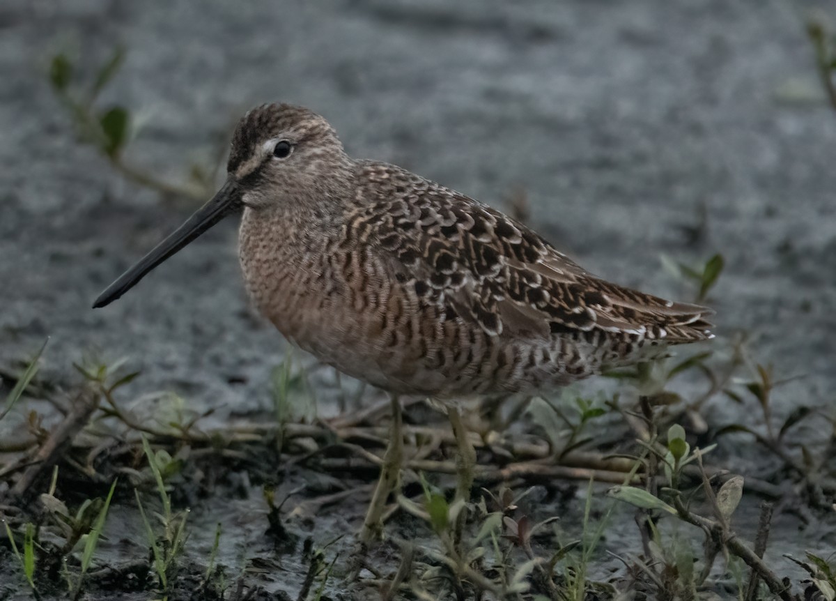Long-billed Dowitcher - ML618279025