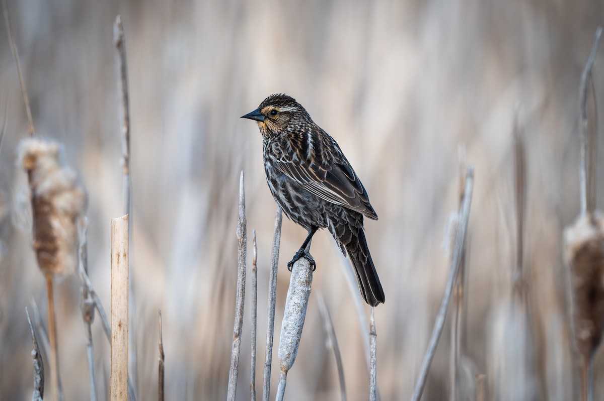 Red-winged Blackbird - Mason Tremblay