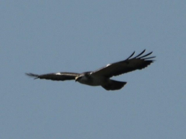 Common Buzzard - ML618279043