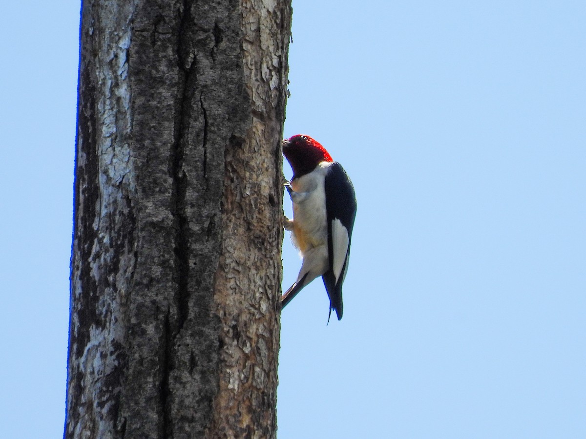 Red-headed Woodpecker - ML618279047