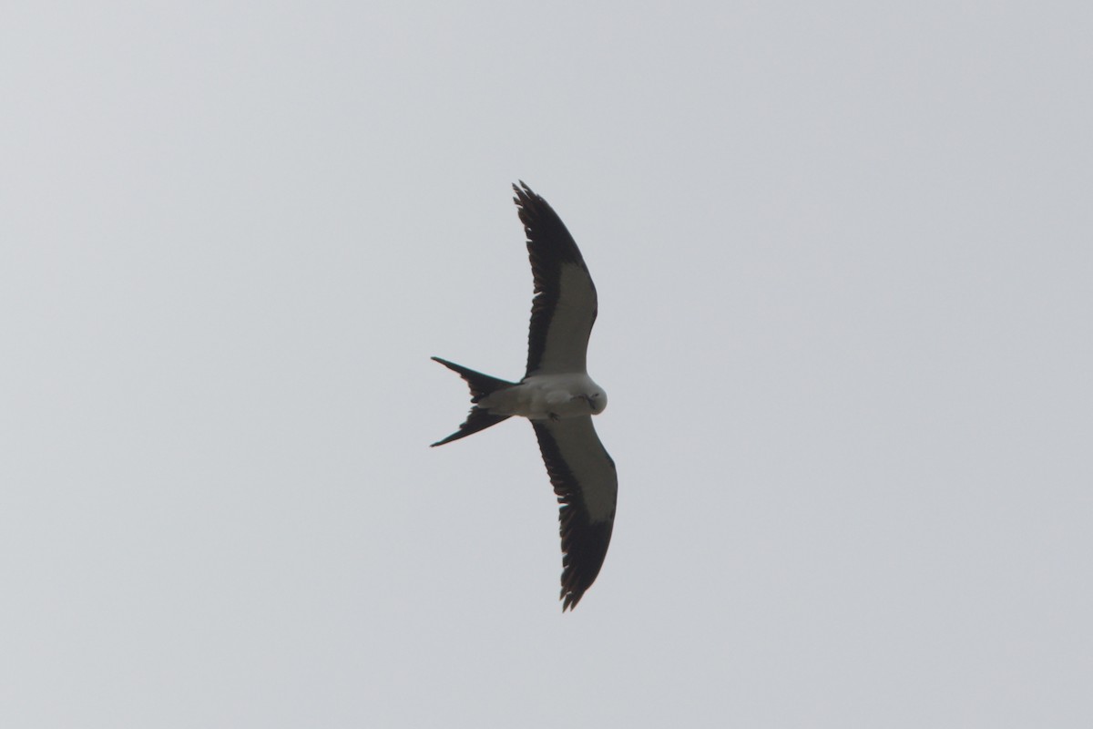 Swallow-tailed Kite - Alex Lin-Moore