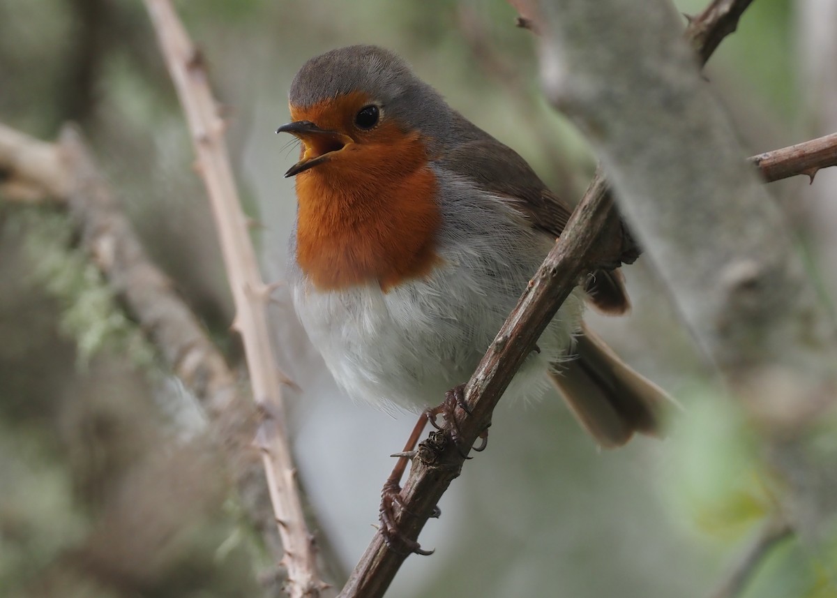 European Robin - Stephan Lorenz