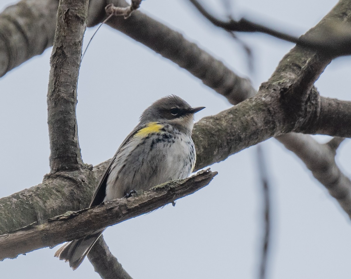 Yellow-rumped Warbler - ML618279070