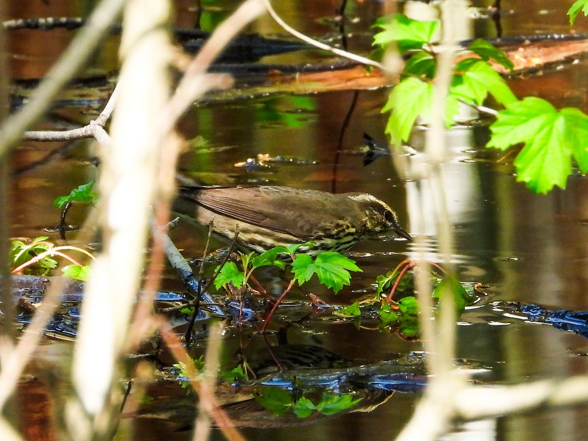 Northern Waterthrush - ML618279090