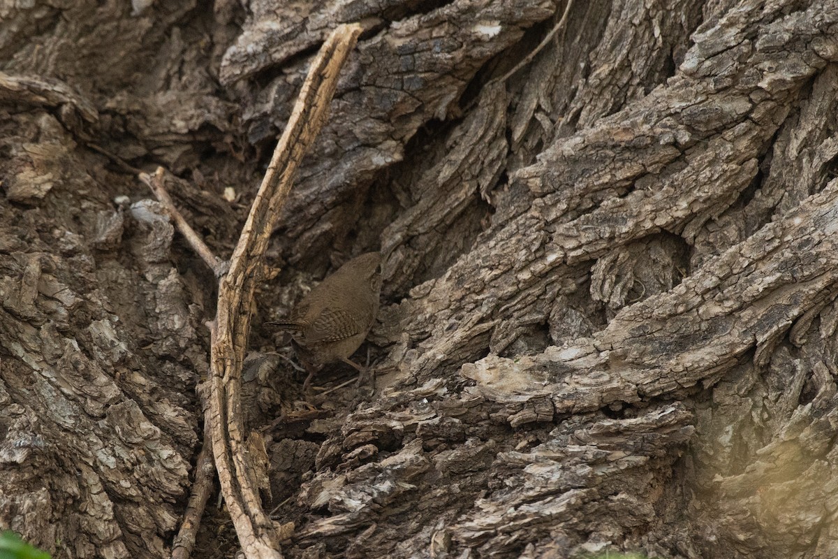 House Wren - Chad Remley