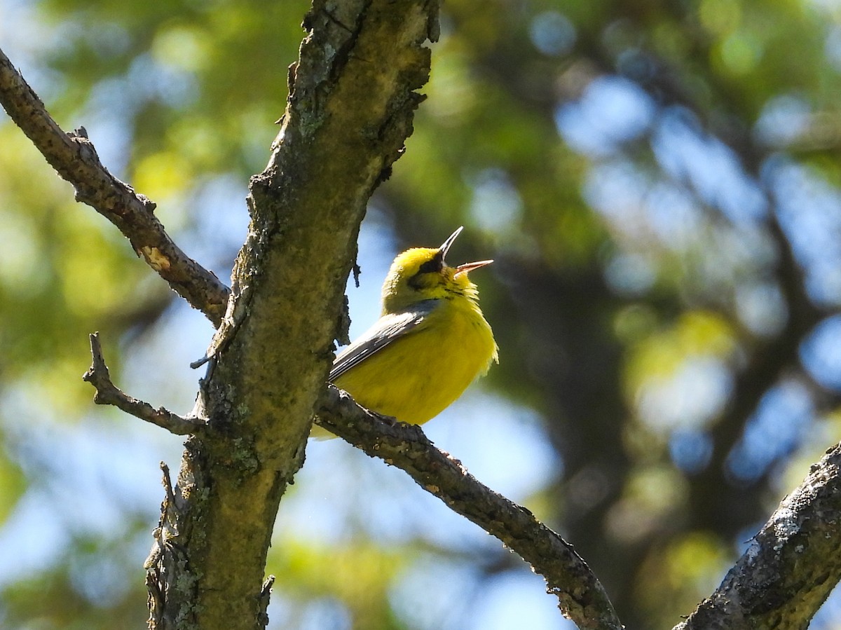 Blue-winged Warbler - Haley Gottardo