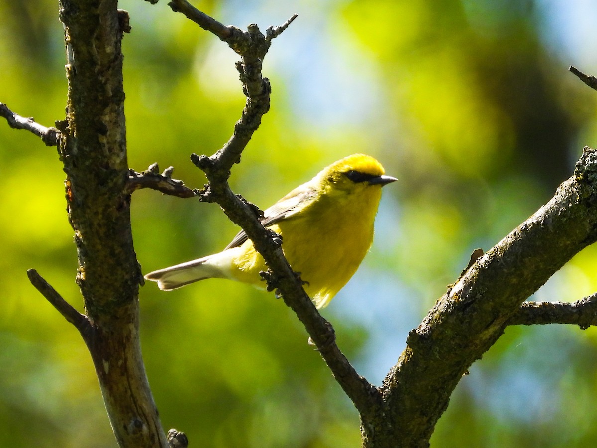 Blue-winged Warbler - Haley Gottardo