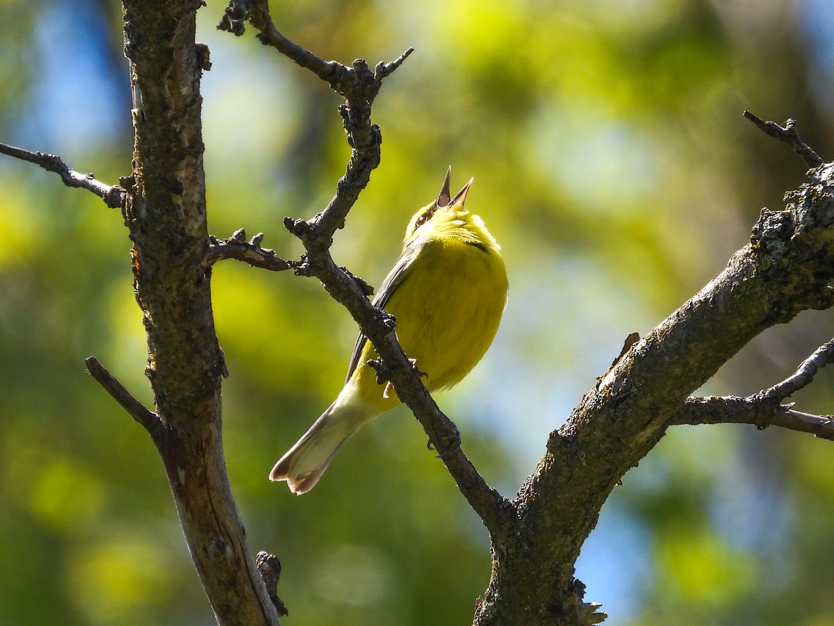 Blue-winged Warbler - ML618279142