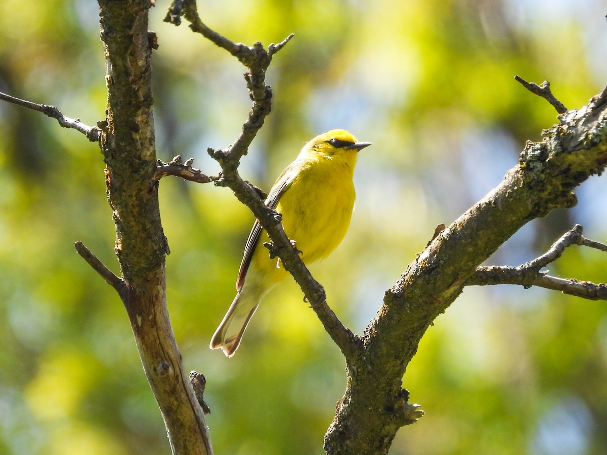 Blue-winged Warbler - Haley Gottardo