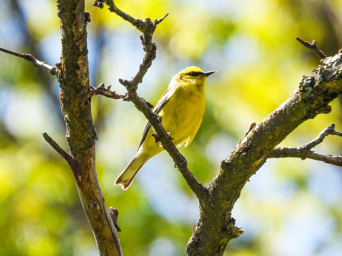 Blue-winged Warbler - Haley Gottardo