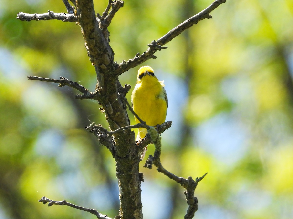 Blue-winged Warbler - Haley Gottardo