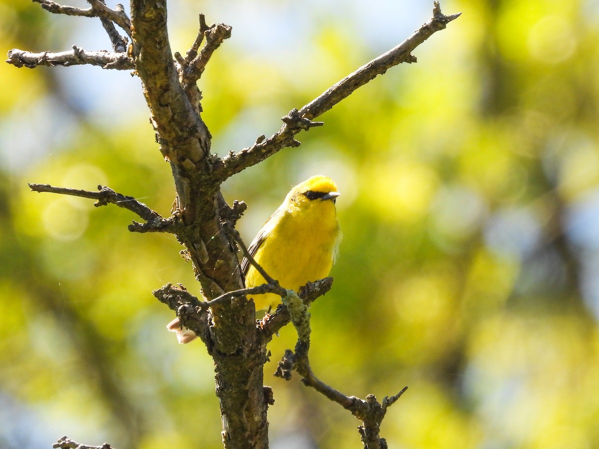 Blue-winged Warbler - Haley Gottardo