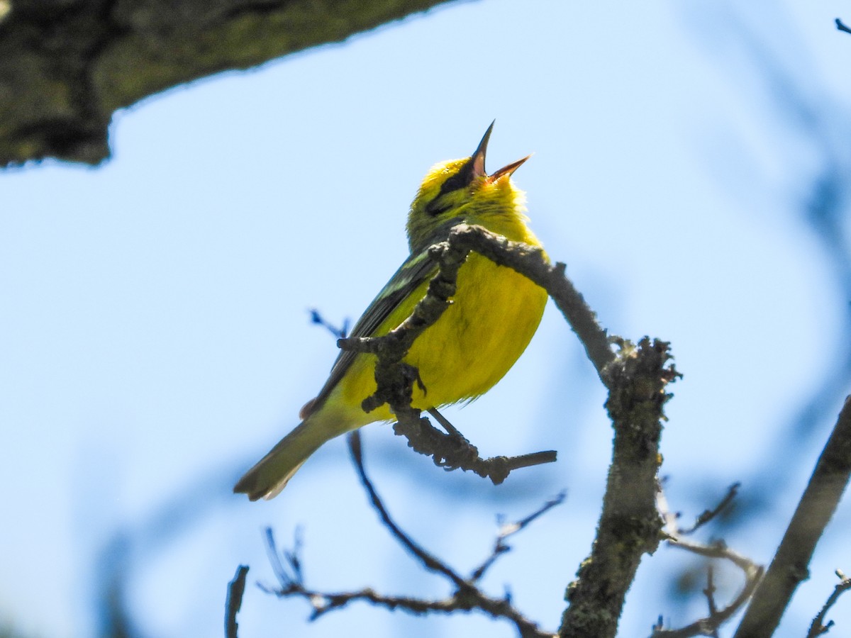 Blue-winged Warbler - Haley Gottardo