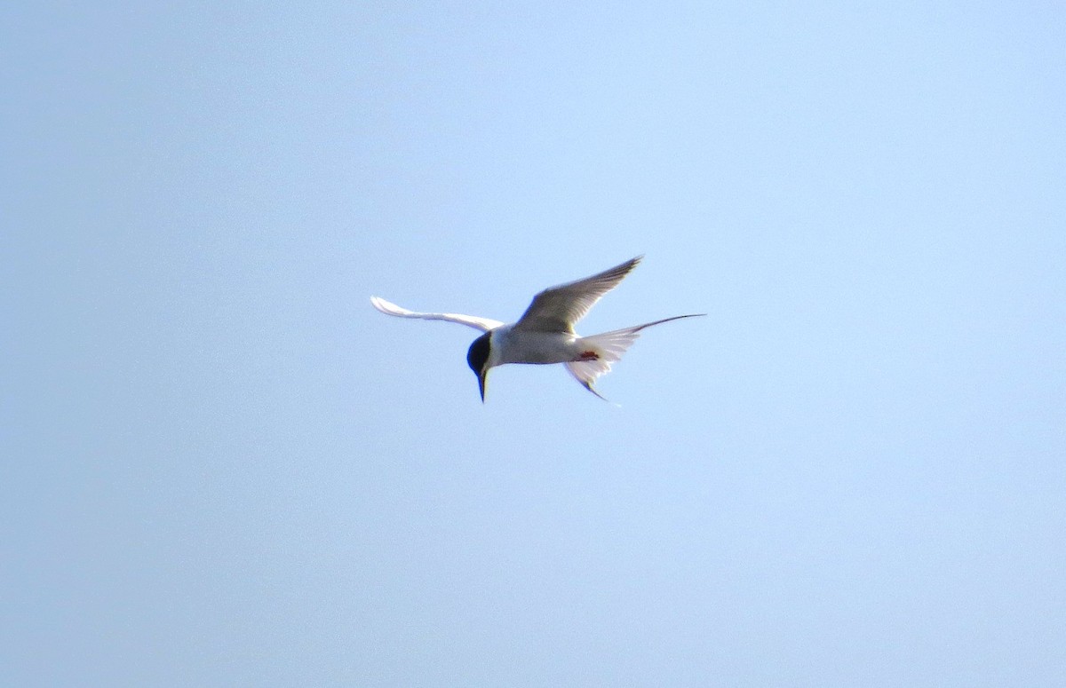 Forster's Tern - ML618279153