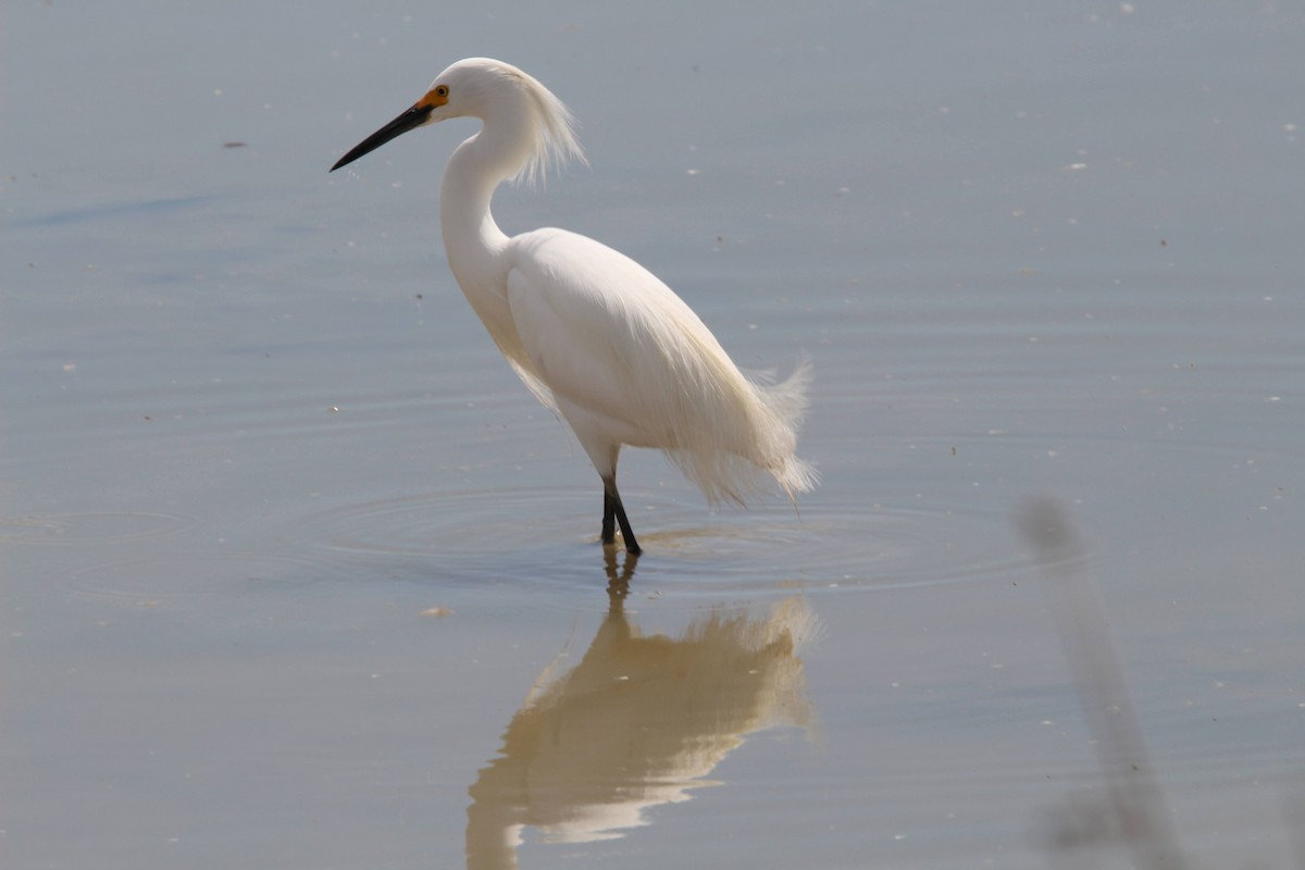 Snowy Egret - Jbear Ketner