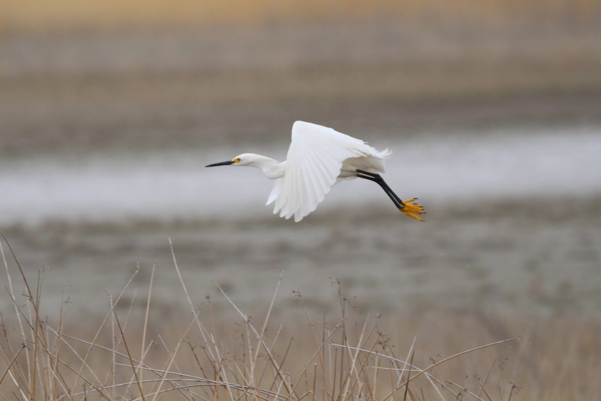 Snowy Egret - Jbear Ketner