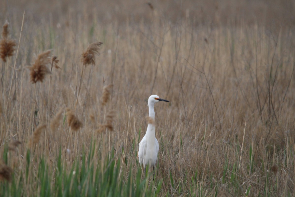 Snowy Egret - Jbear Ketner