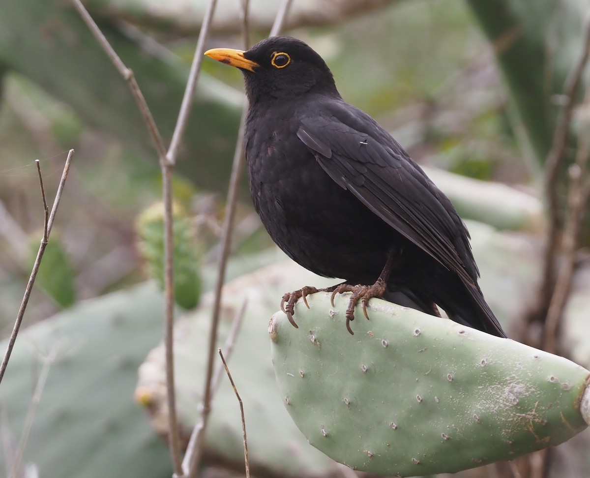 Eurasian Blackbird - Stephan Lorenz