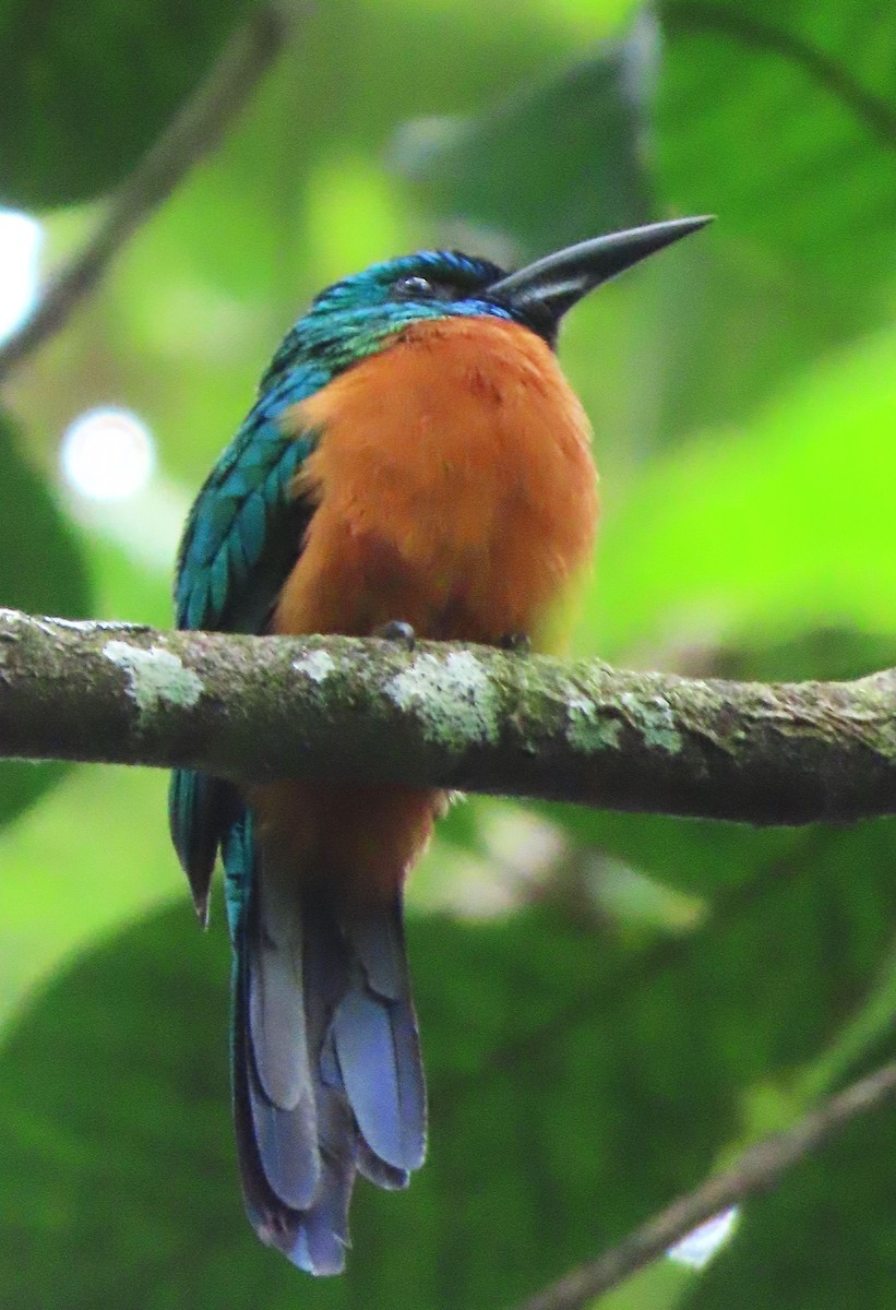 Great Jacamar - Rick Jacobsen