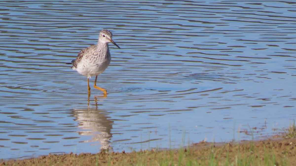 Lesser Yellowlegs - b gruff