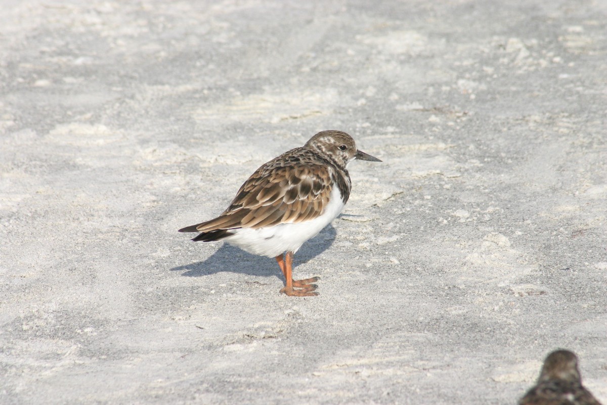 Ruddy Turnstone - Sylvie Vanier🦩