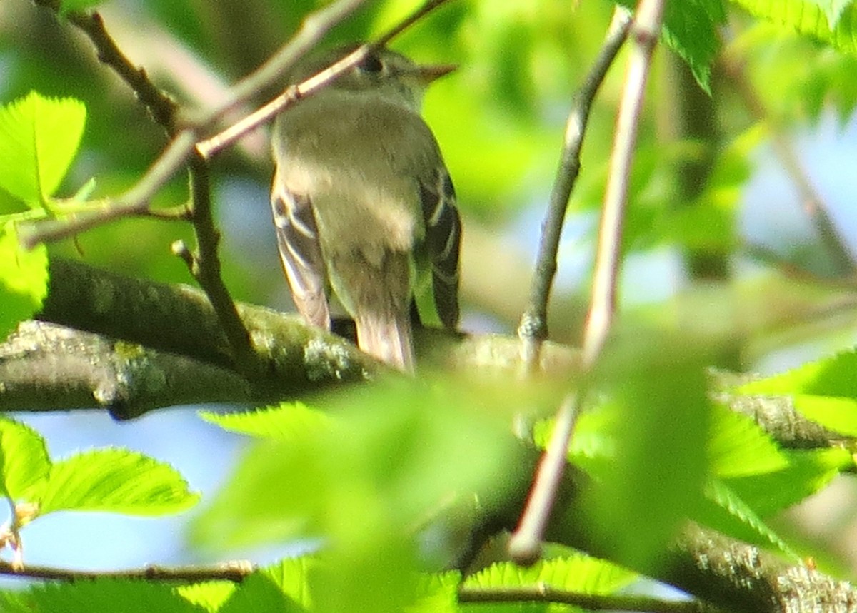 Least Flycatcher - ML618279212