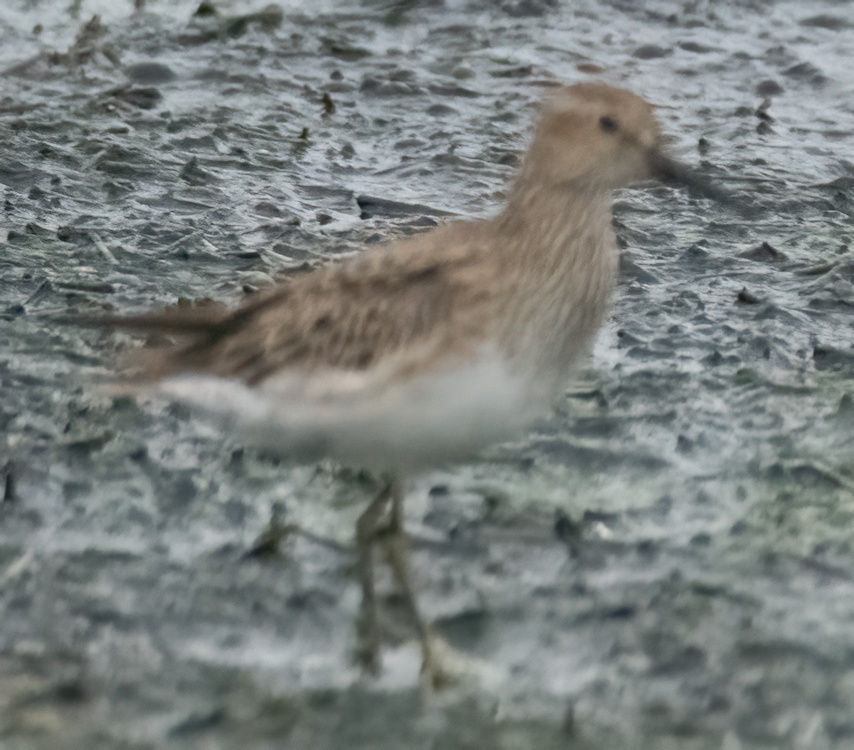 Baird's Sandpiper - Pat Tomsho