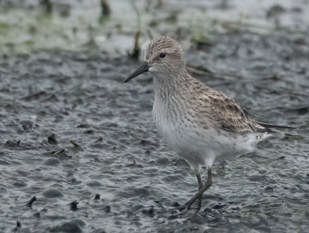 Baird's Sandpiper - Pat Tomsho