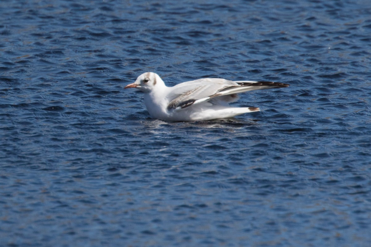 Black-headed Gull - ML618279220